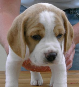 Beagle Ally